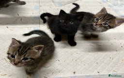 Mixed Breed cats for sale: 3 kittens for sale  - Image 2