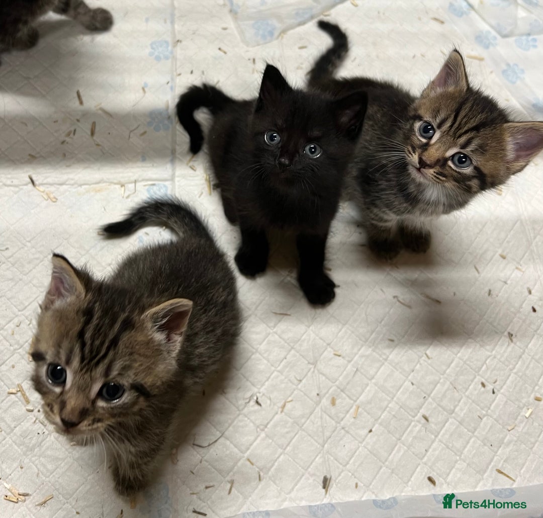 Mixed Breed cats for sale: 3 kittens for sale  - Image 2
