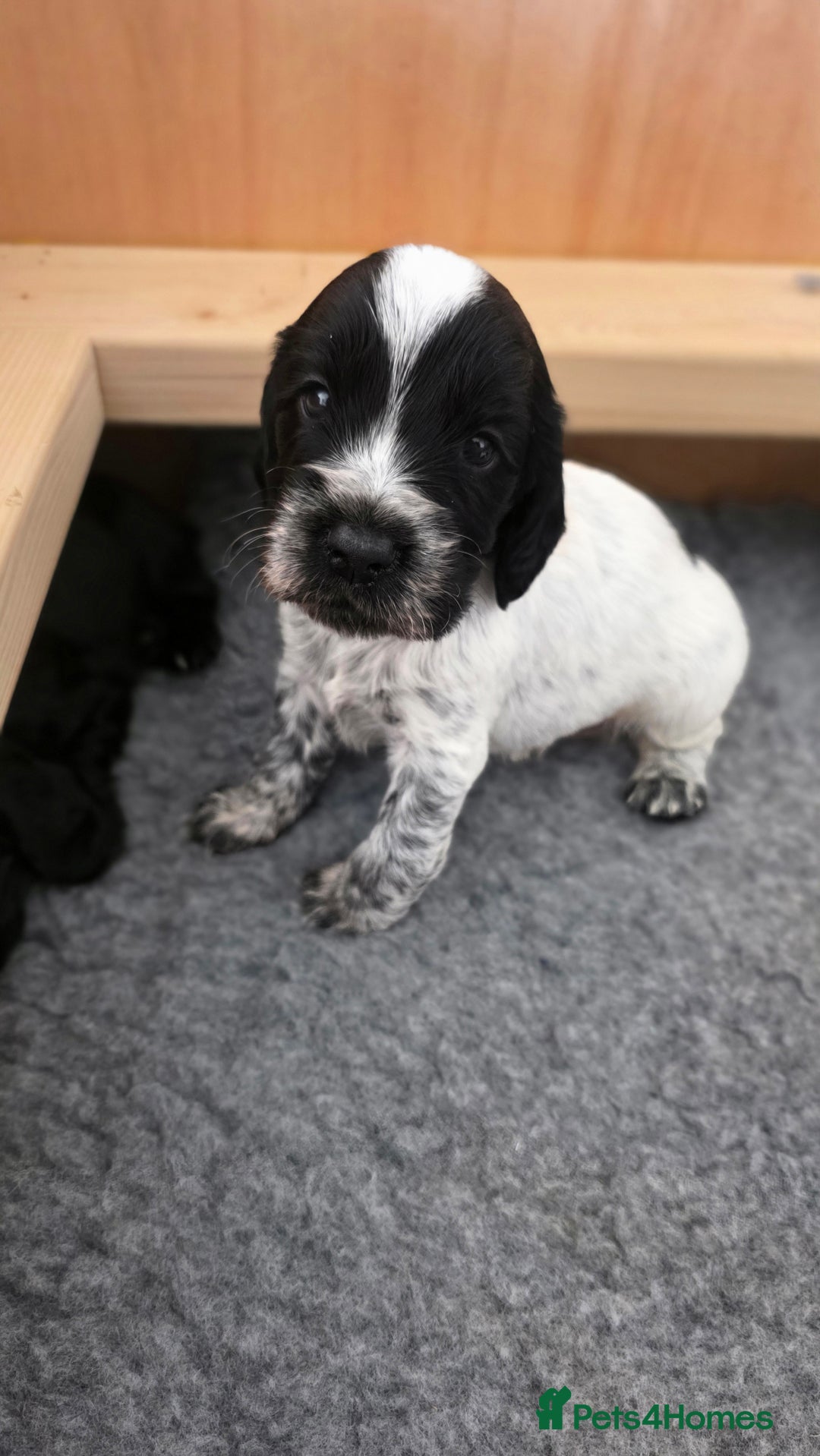 Cocker Spaniel dogs for sale: 🐾 Working Cocker Spaniel Puppies for Sale £800  - Image 15
