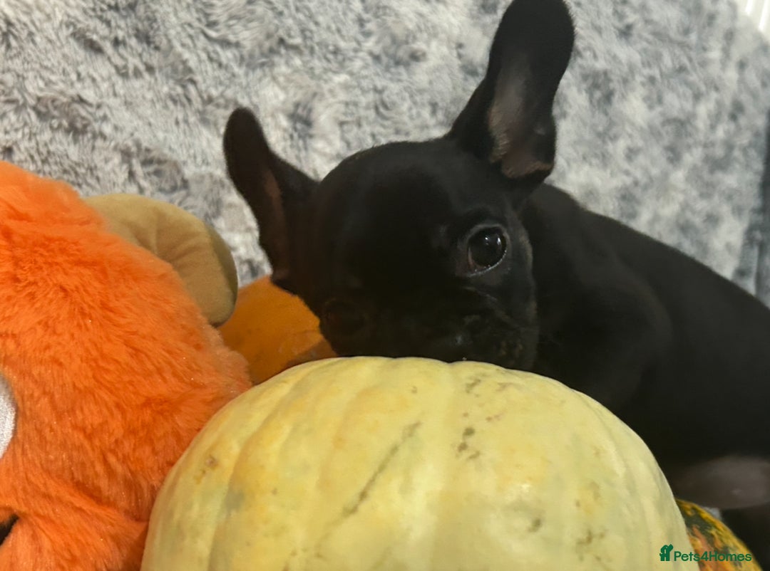 French Bulldog dogs for sale: French Bulldog pups - Advert 15