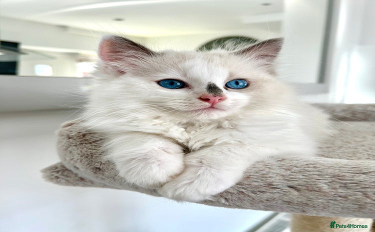 Ragdoll cats - Advert 15