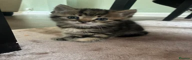 Mixed Breed Kitten 1