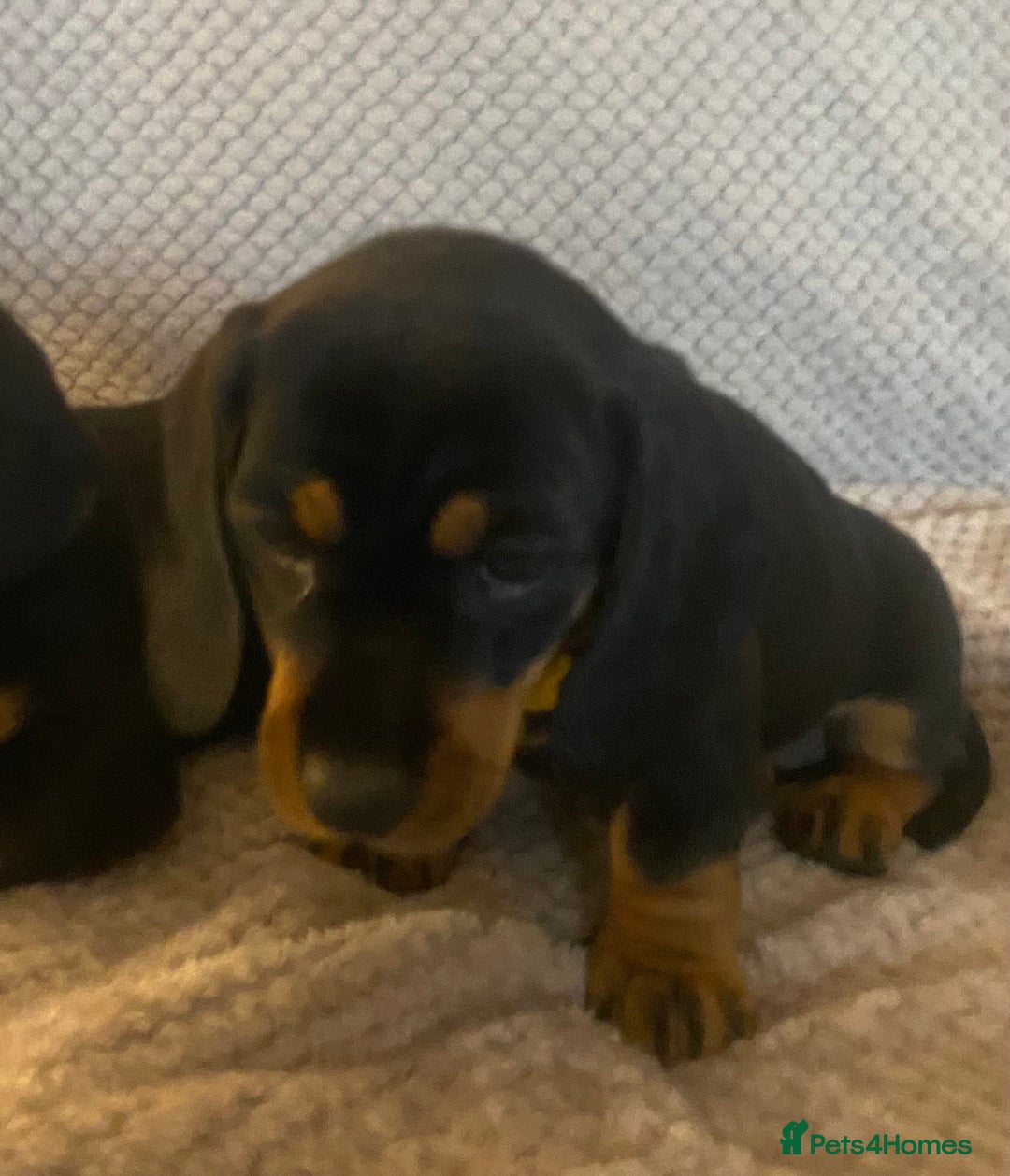 Dachshund dogs for sale: 💖traditional dachshunds puppies💝 - Image 4