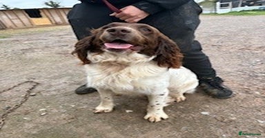 English Springer Spaniel dogs - Advert 2
