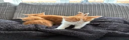 British Shorthair cats for sale: Gorgeous ginger babies in Swaffham - Advert 8