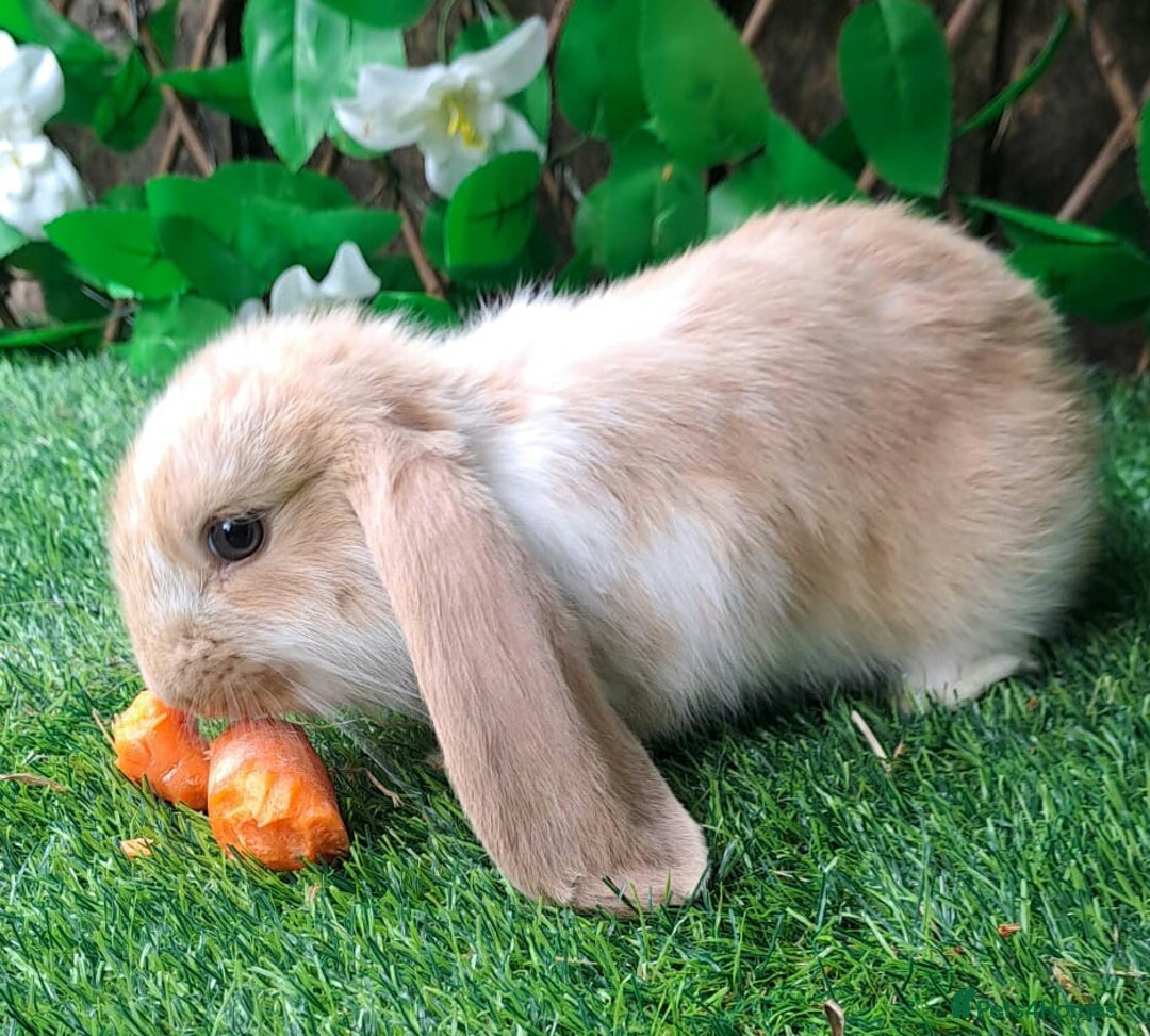 French Lop rabbits for sale: PURE Giant French Lops - Vaccinated - RESERVE - Image 6