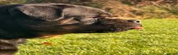 Rottweiler dogs for sale: Top quality kc reg Rottweiler pups german/serbian - Advert 20
