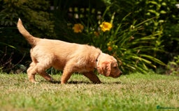 Labradoodle dogs for sale: 2nd Generation Labradoodles - Image 14