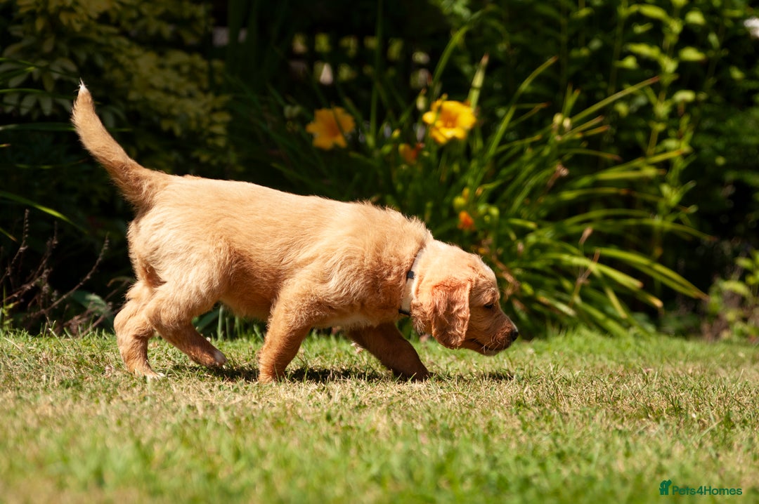 Labradoodle dogs for sale: 2nd Generation Labradoodles - Image 14