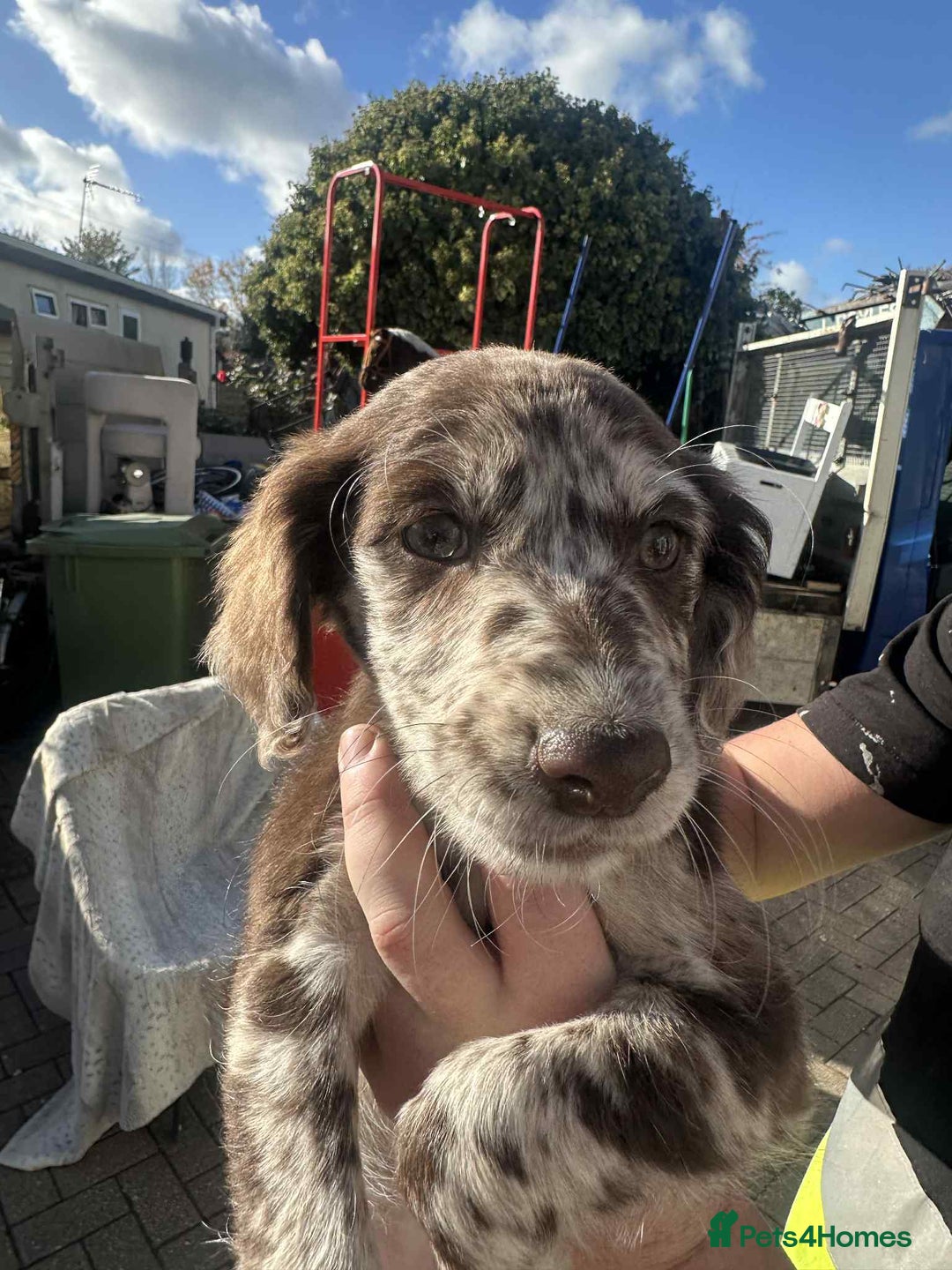 Mixed Breed dogs for sale: Cocker spaniel  - Advert 5