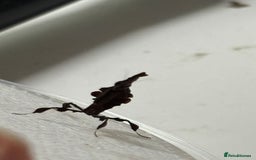 Praying Mantis invertebrates for sale: Female ghost mantis (Phyllocrania paradoxa) - Image 5