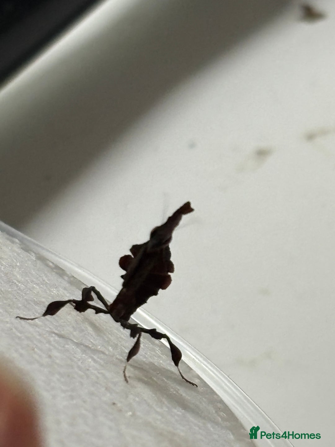 Praying Mantis invertebrates for sale: Female ghost mantis (Phyllocrania paradoxa) - Image 5