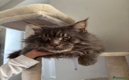 Maine Coon cats for sale: Active Maine coon  - Image 2