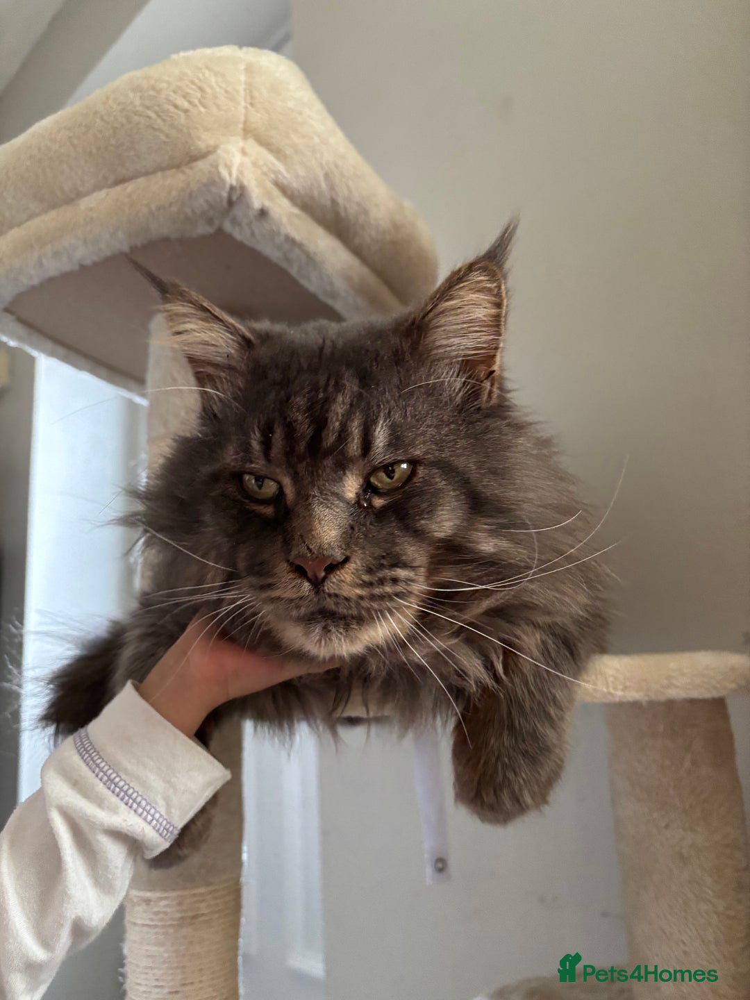 Maine Coon cats for sale: Active Maine coon  - Image 2