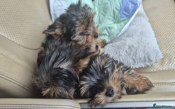 Yorkshire Terrier dogs for sale: Yorkshire Terrier Baby face boys for Sale  😍 - Image 3