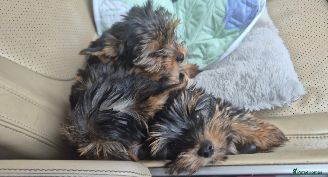 Yorkshire Terrier dogs for sale: Yorkshire Terrier Baby face boys for Sale  😍 - Image 3