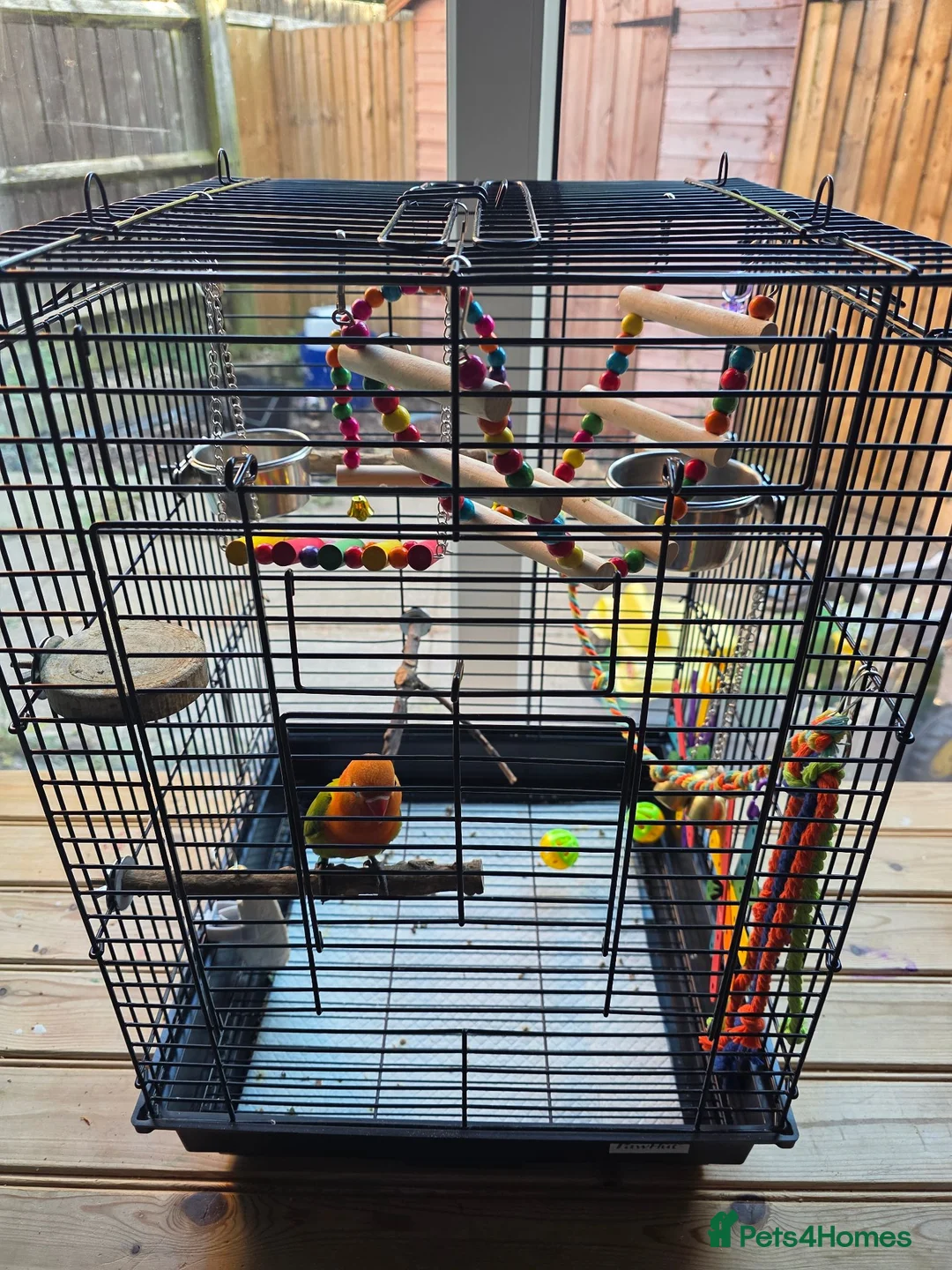 Lovebirds birds for sale: Beautiful Male Lovebird 8 Weeks old in Mansfield - Advert 3