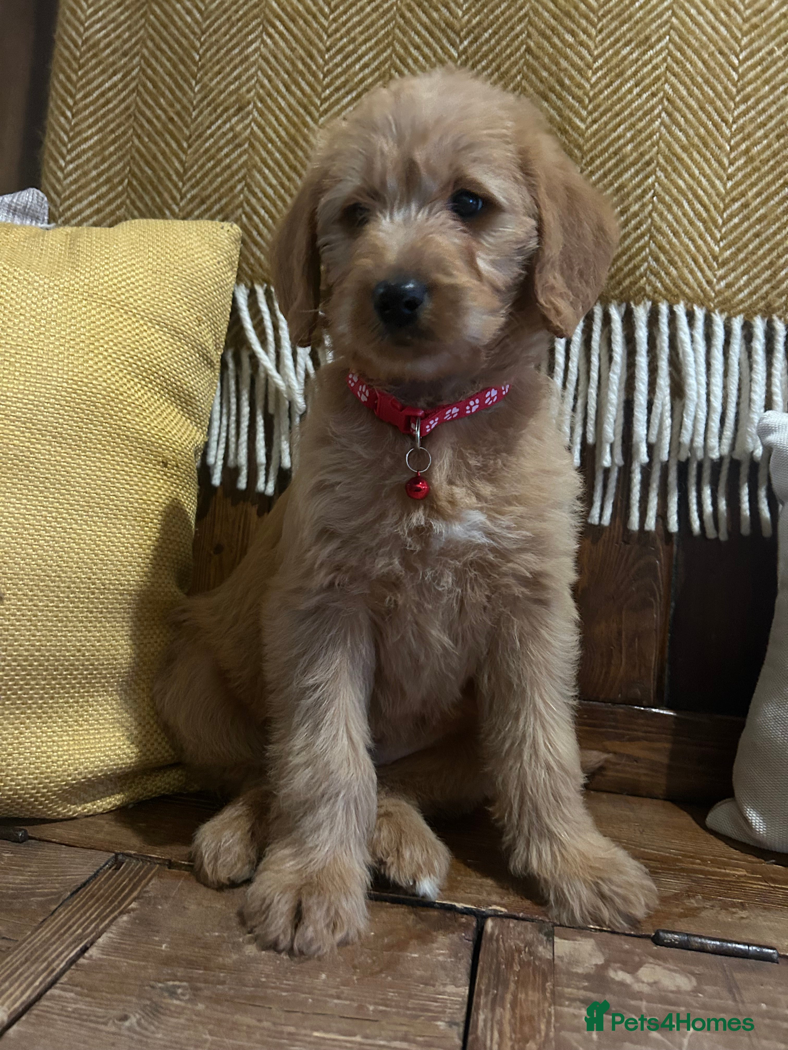 Labradoodle dogs  Labradoodle girls - Advert 2