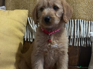 Labradoodle dogs Labradoodle girls - Advert 2