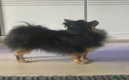 Pomeranian dogs for sale: Lovely boy pup available to good home only - Image 4