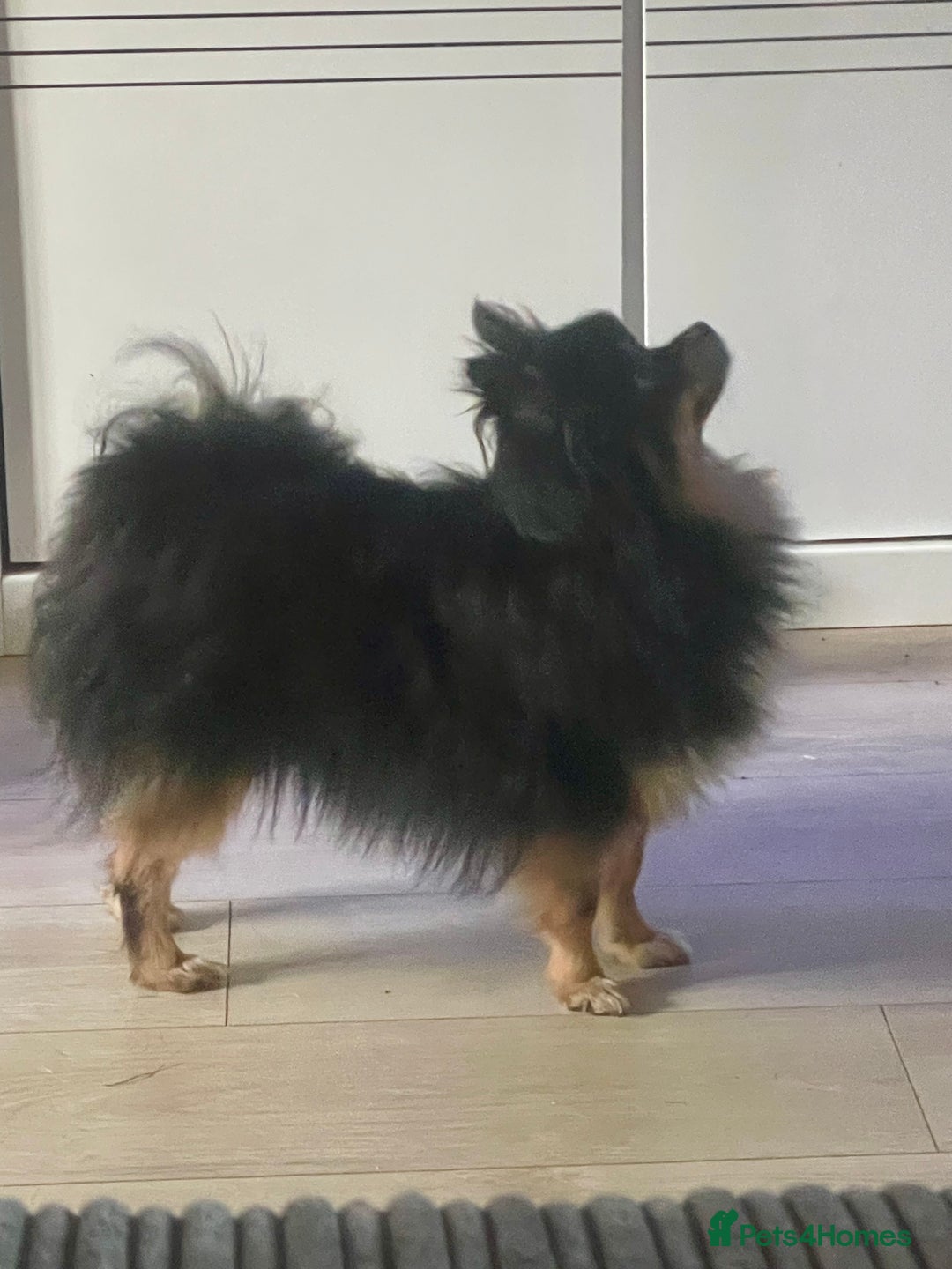 Pomeranian dogs for sale: Lovely boy pup available to good home only - Image 4