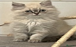 British Shorthair cats for sale: British shorthair x Persian  - Image 13