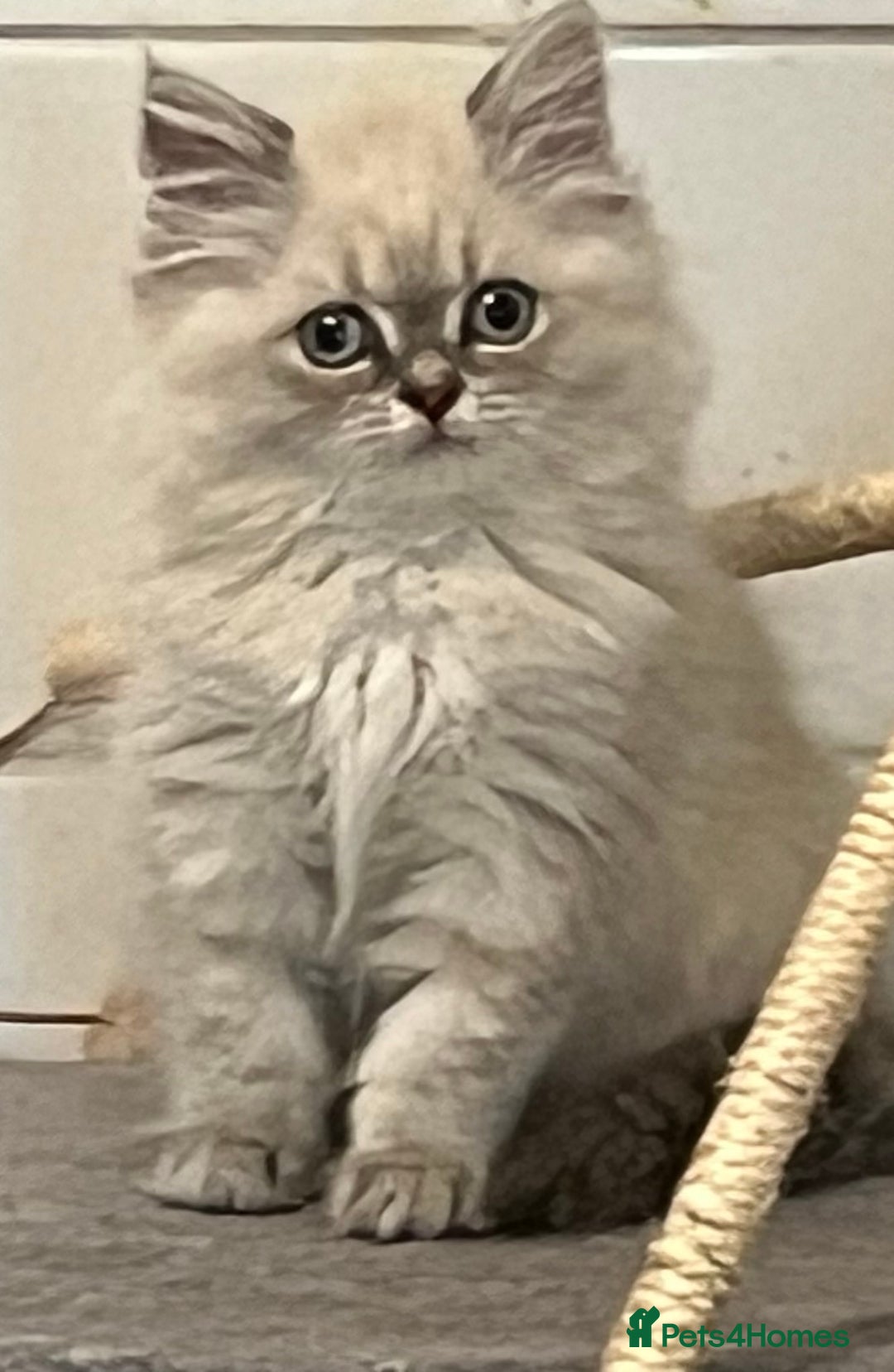 British Shorthair cats for sale: British shorthair x Persian  - Image 13