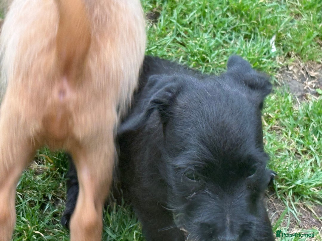 Mixed Breed dogs for sale: Working Lakeland x Patterdale  - Image 16