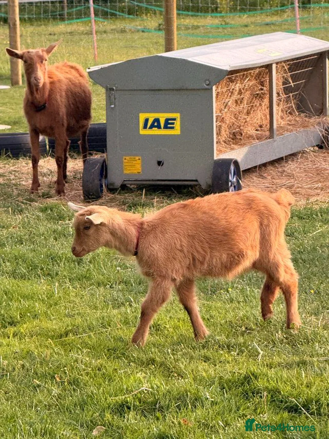 Goats livestock for sale: Registered Disbudded British Guernsey Nanny Kid in Lymington - Advert 2