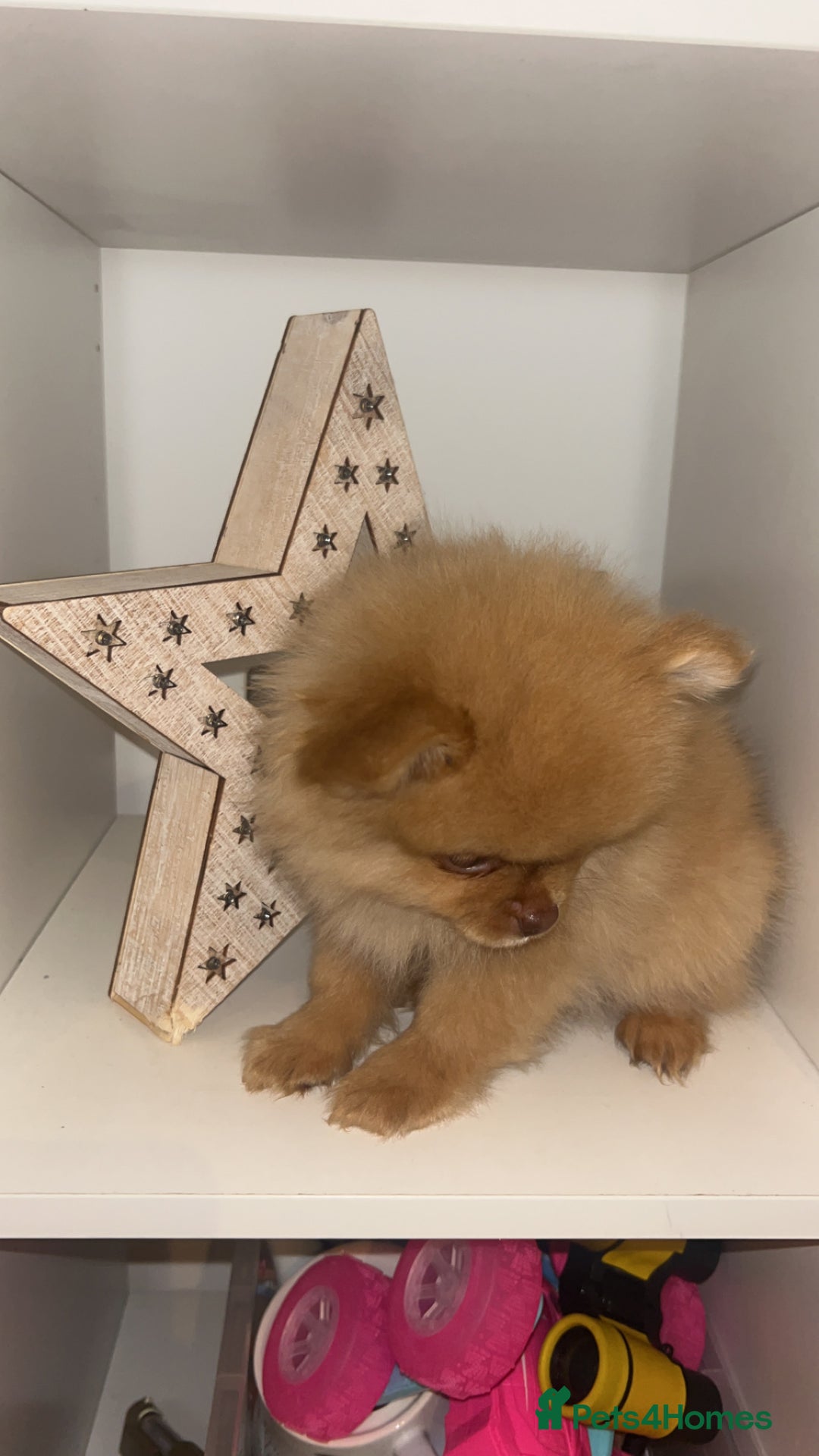 Pomeranian dogs for sale: 1 stunning rare markings Pom ready now  - Advert 32