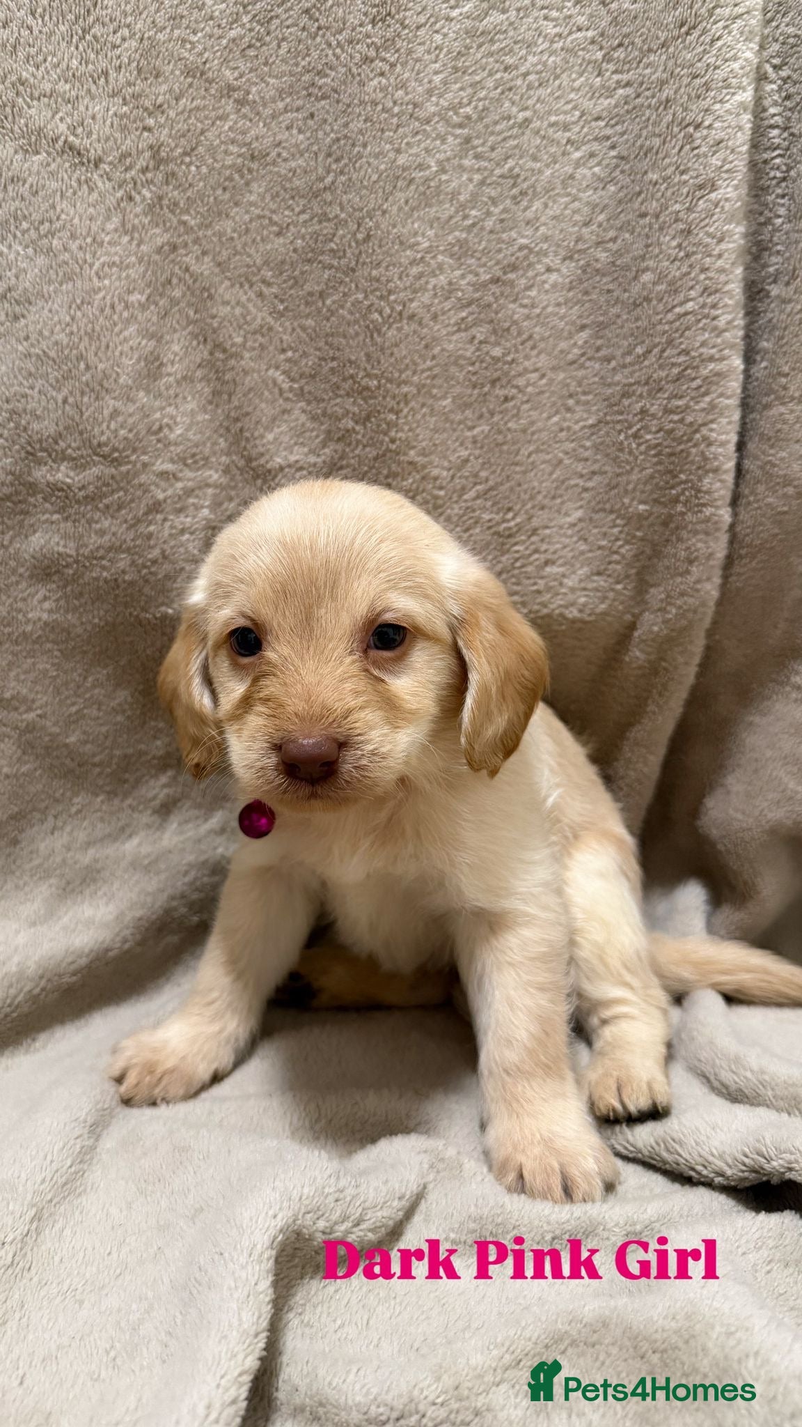 Labradoodle dogs Labradoodle Puppies (Miniature)  - Advert 1