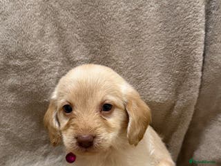 Labradoodle dogs Labradoodle Puppies (Miniature) - Advert 1