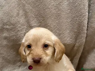 Labradoodle dogs Labradoodle Puppies (Miniature) - Advert 1