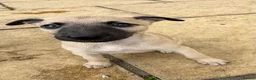 Whippet dogs for sale: Stunning KC whippet girl puppy  - Advert 31