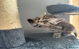 Scottish Fold cats for sale: Scottish fold kittens  - Image 14