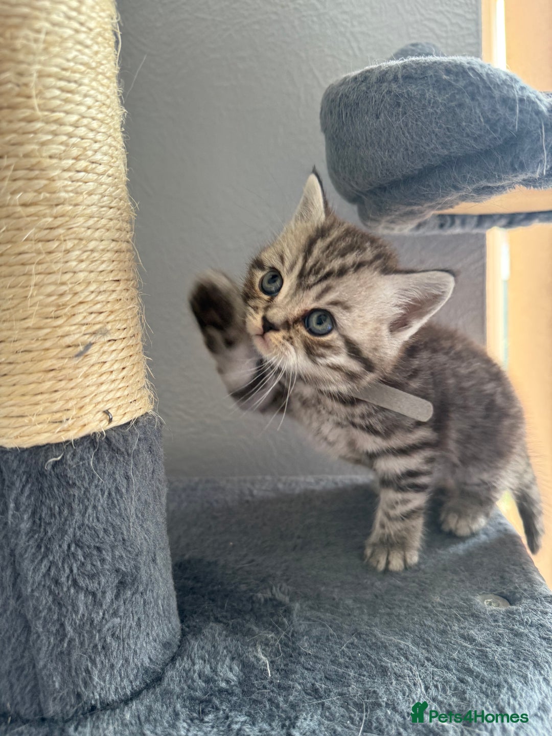 Scottish Fold cats for sale: Scottish fold kittens  - Image 14