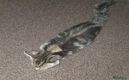 Mixed Breed cats for sale: Tabby Kittens For Sale! - Advert 8