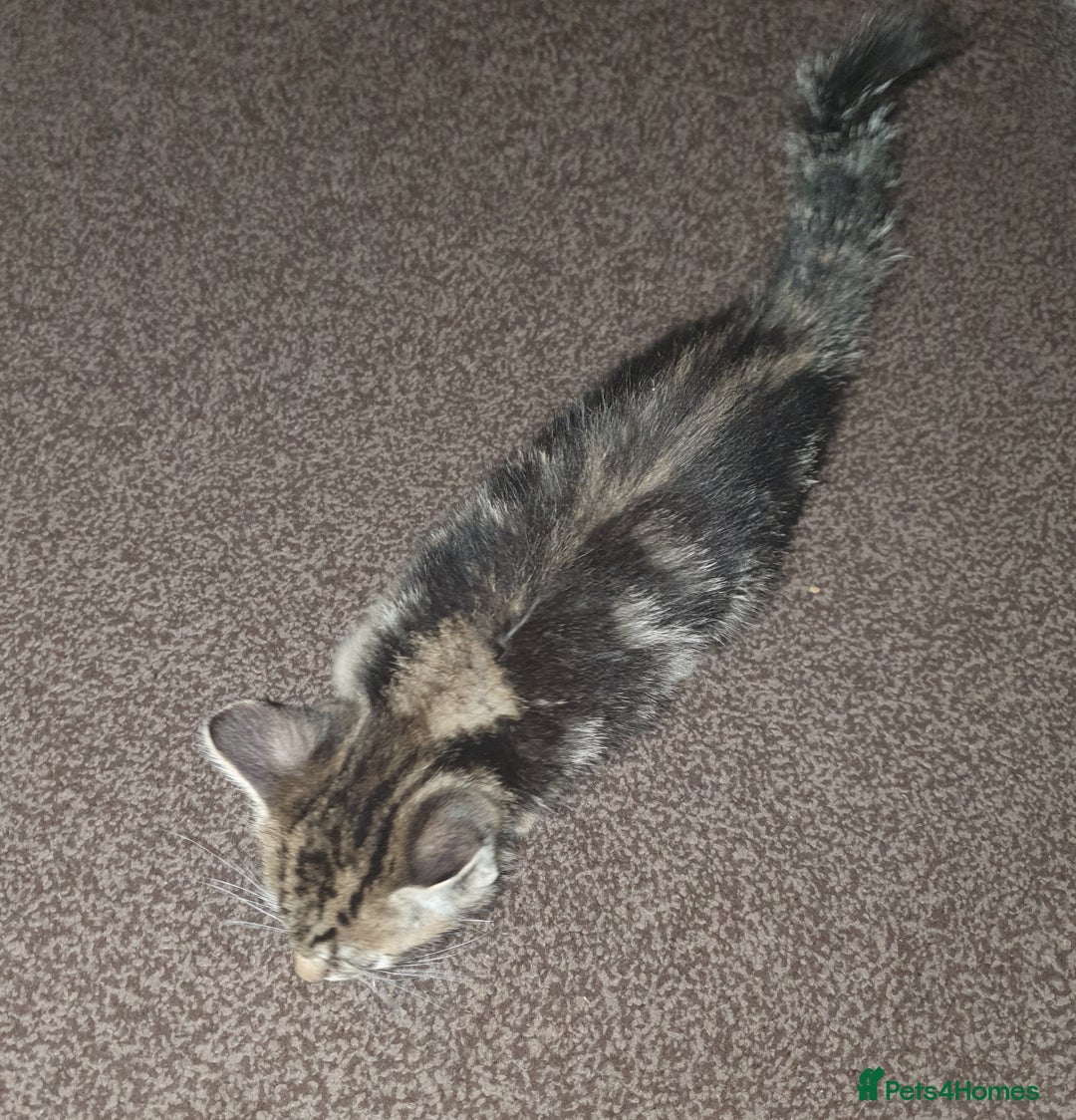 Mixed Breed cats for sale: Tabby Kittens For Sale! - Advert 8