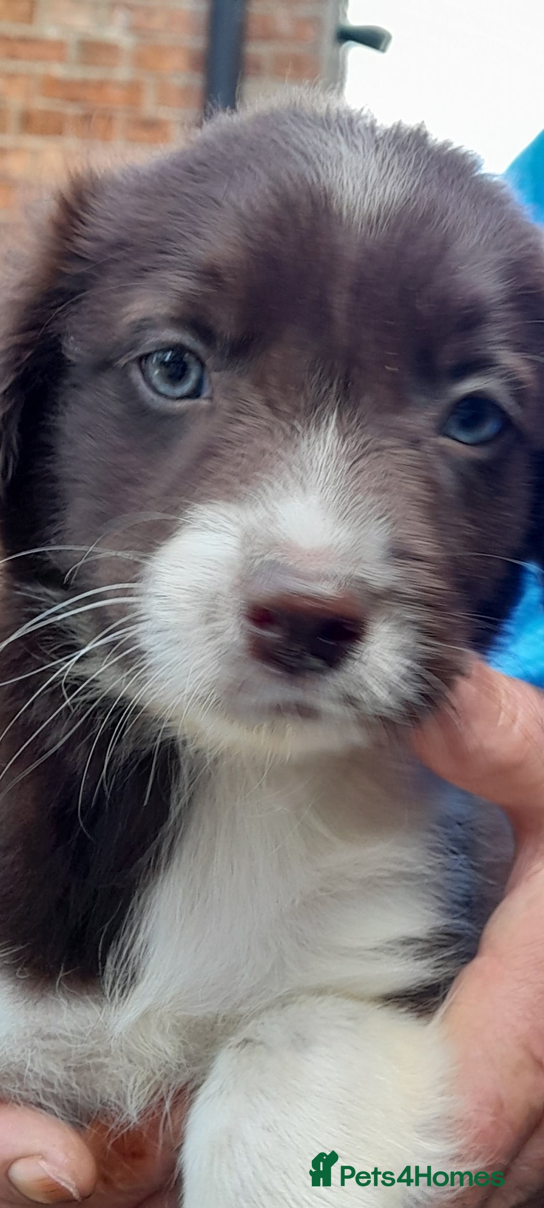 Sprollie dogs for sale: Border Collie x Springer Spaniel pups - Image 10