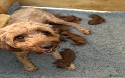 Cavapoo dogs for sale: Dark red Cavapoos ready for  the holidays. - Image 4