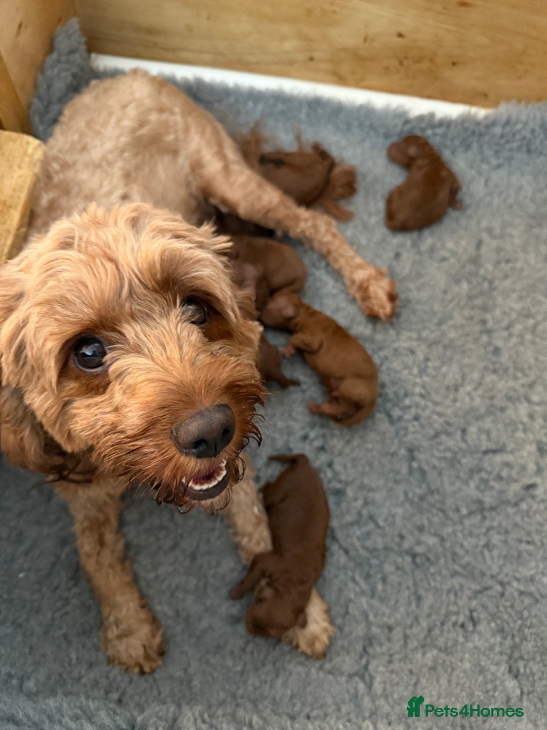 Cavapoo dogs for sale: Dark red Cavapoos ready for  the holidays. - Image 4