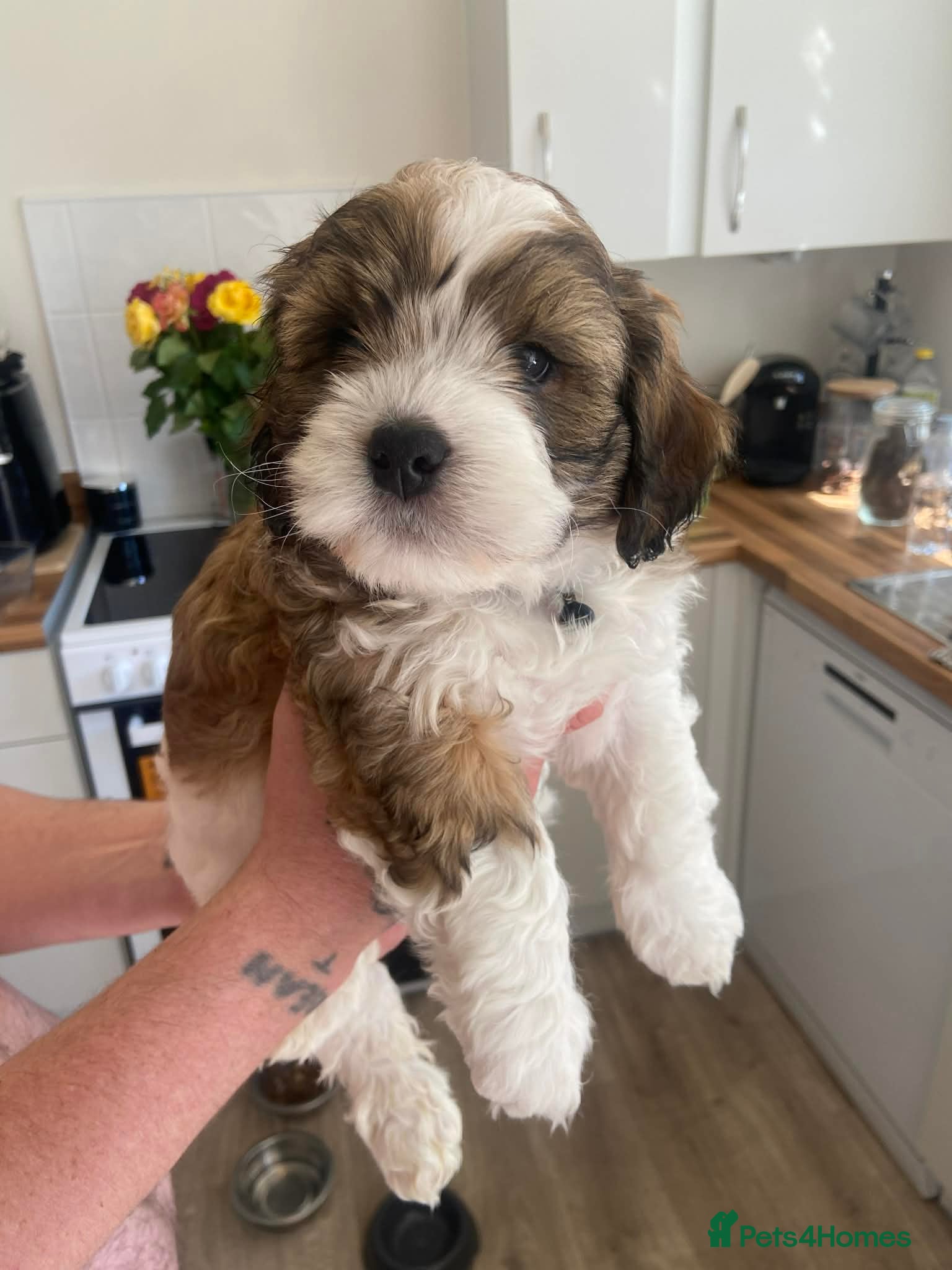 Mixed Breed dogs Adorable shihipoo family raised! - Advert 5