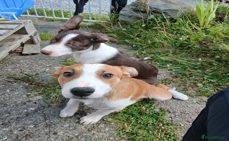 Mixed Breed dogs - Advert 2