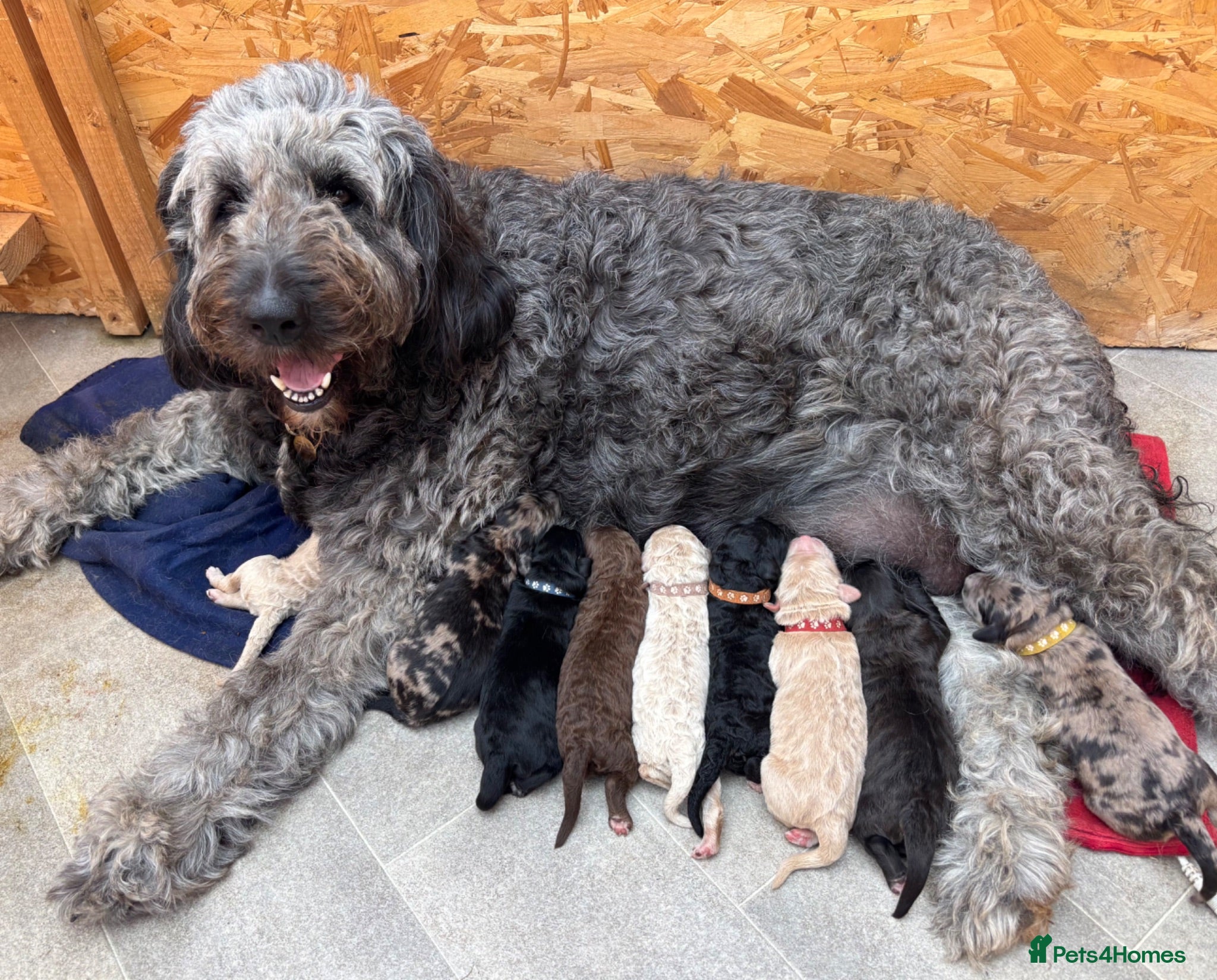 Goldendoodle dogs medium golden doodles  only two left july  - Advert 10