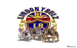 French Bulldog dogs for sale: QUALITY FLUFFY FRENCH BULLDOG PUPPIES - Image 16