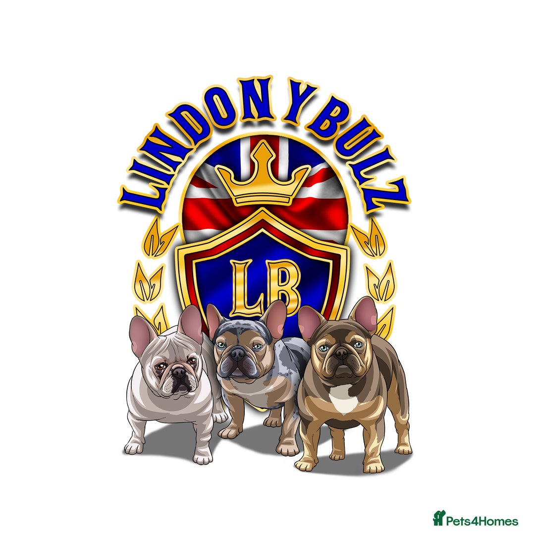French Bulldog dogs for sale: QUALITY FLUFFY FRENCH BULLDOG PUPPIES - Image 16