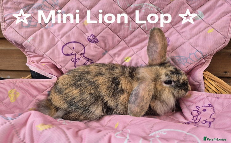 Netherland Dwarf rabbits - Advert 1