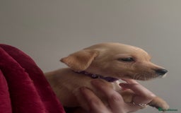 Labrador Retriever dogs for sale: KC registered Labrador puppies - Image 25