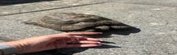 Tortoise reptiles for sale: Male spur thigh tortoise for sale  - Advert 3