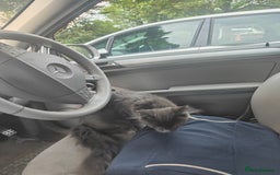 Ragcoon cats for sale: Maine coon X Ragdoll kitten - Image 22